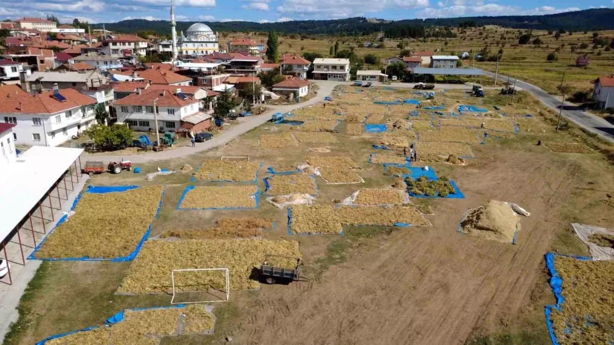 demircide kuru fasulye hasadi basladi hTYqDuIs