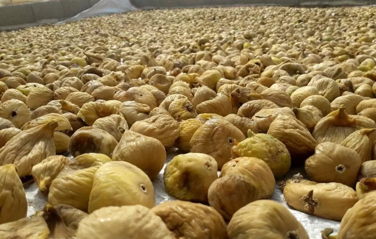 kuru incir ureticisi krizle yuz yuzeyken bJaimSAn.jpg