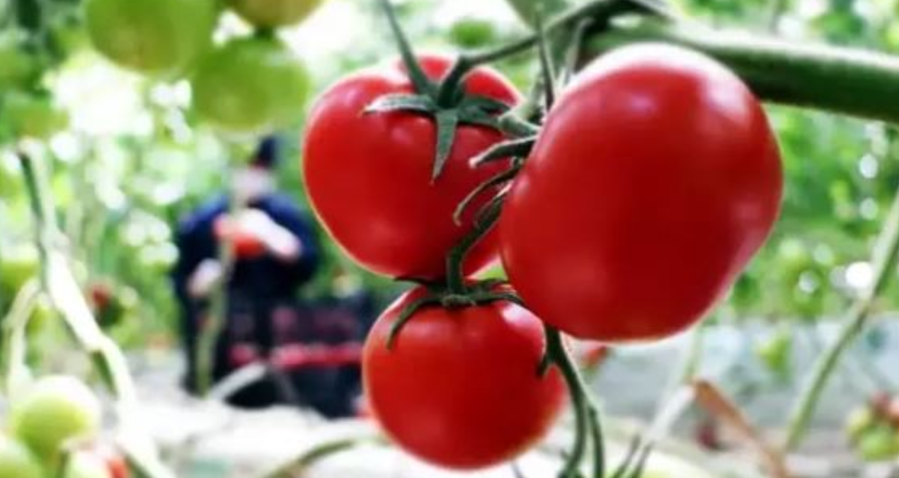 tarlada 6 lira olan domates sofrada 40 lira caXqGqty