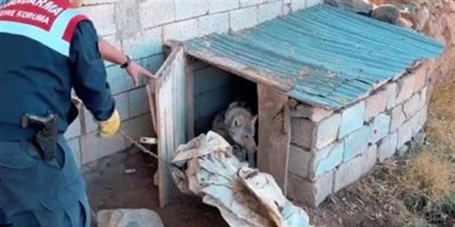 vanda kurdu zincirle baglayan sahsa 81 bin lira ceza kesildi bOlTuS5E.jpg