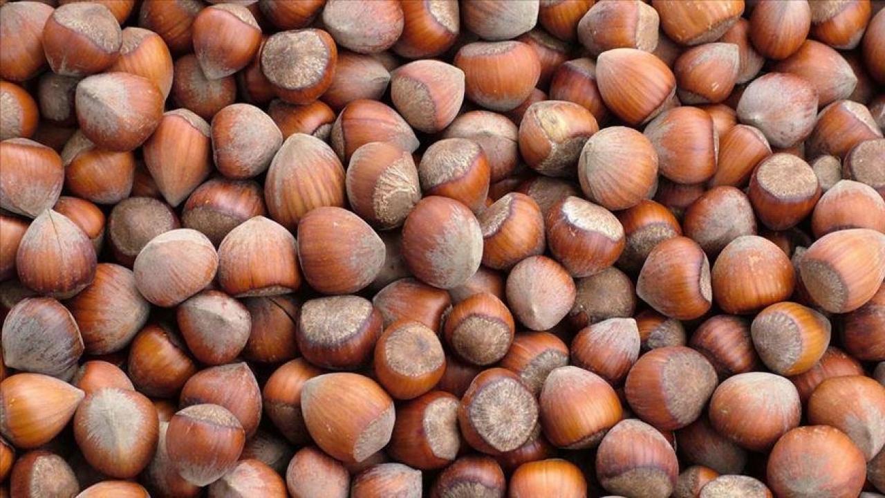 trabzonun 10 aylik findik ihracati 500 milyon dolari asti GTiSQ5Hr.jpg