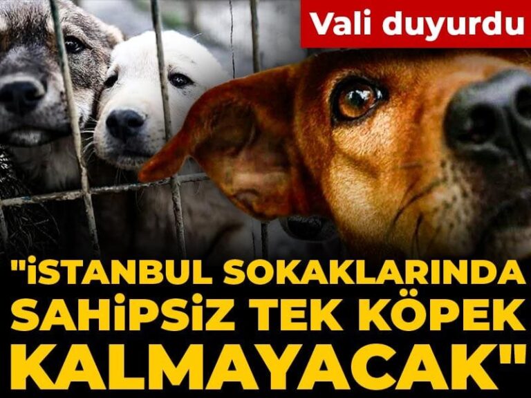 vali-duyurdu-istanbul-sokaklarinda-sahipsiz-tek-kopek-kalmayacak-VNVcS7EL